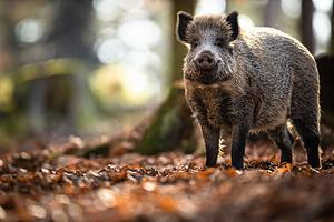 Wild Hogs in Michigan: How Many Are There and What Can Be Done About Them? Picture