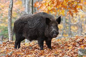 Feral Hogs in New York State: Where Do They Live and Are They Dangerous? Picture