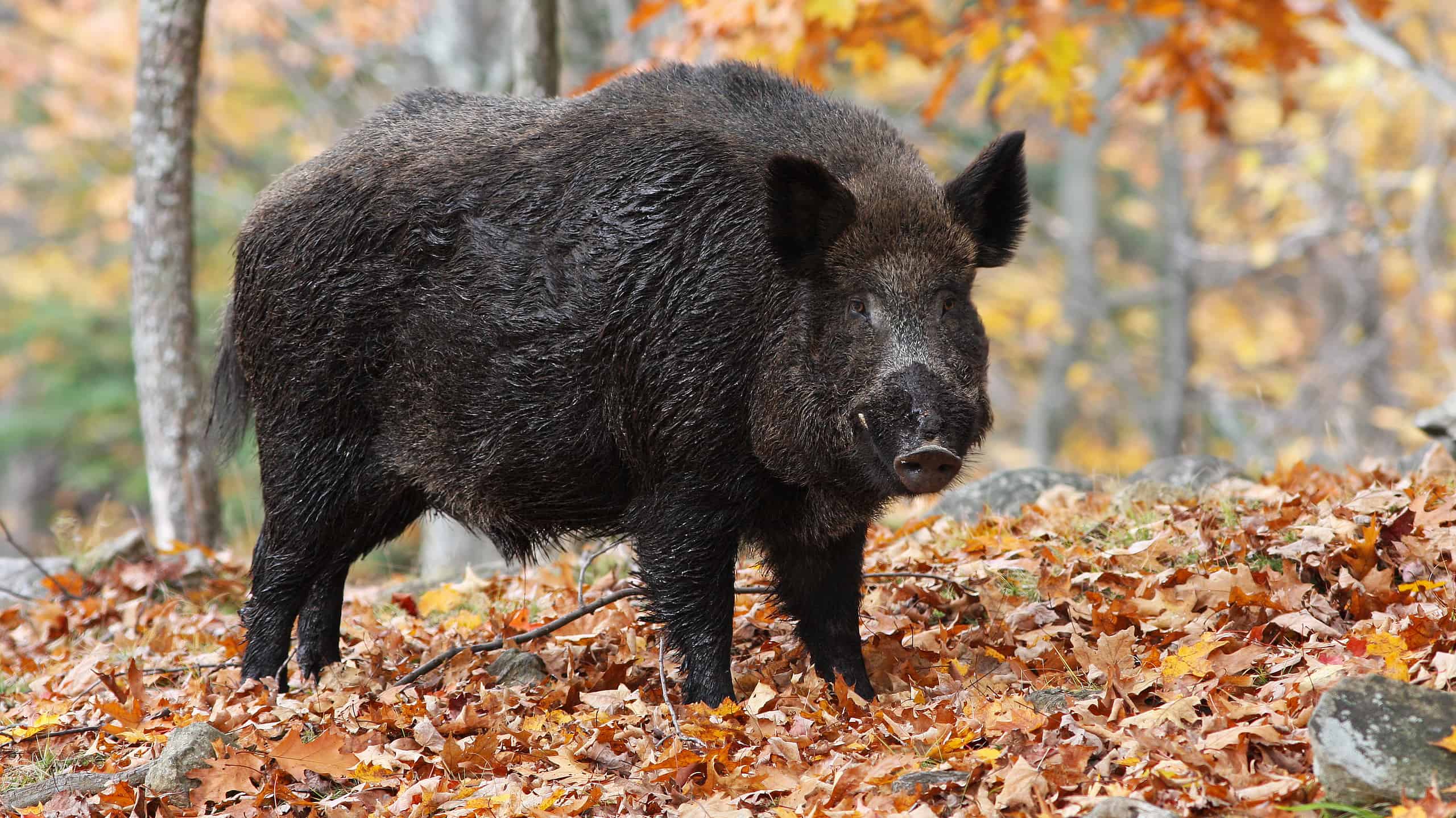A wild hog, or wild boar, in its natural habitat. These omnivorous animals have a strong sense of smell and sharp tusks used for defense.