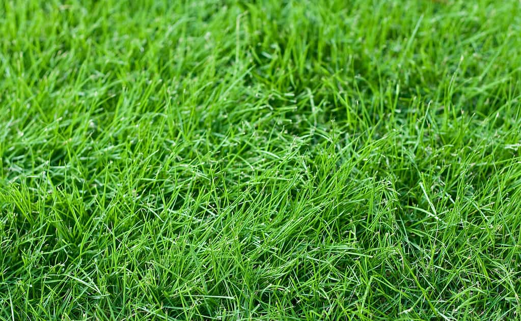  A close-up of a patch of Fescue grass, with the rich soil underneath.