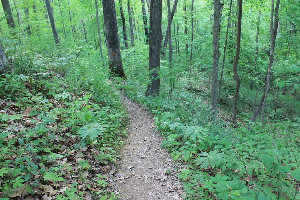 Vinton County, Ohio's least-populous county, is home to the second-largest state forest: Zaleski State Forest.