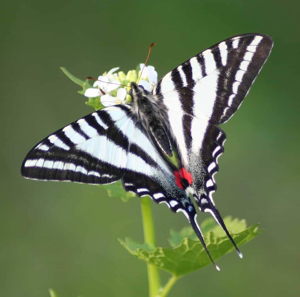 Zebra swallowtail caterpillars feed on paw paw leaves which makes them toxic as adults.