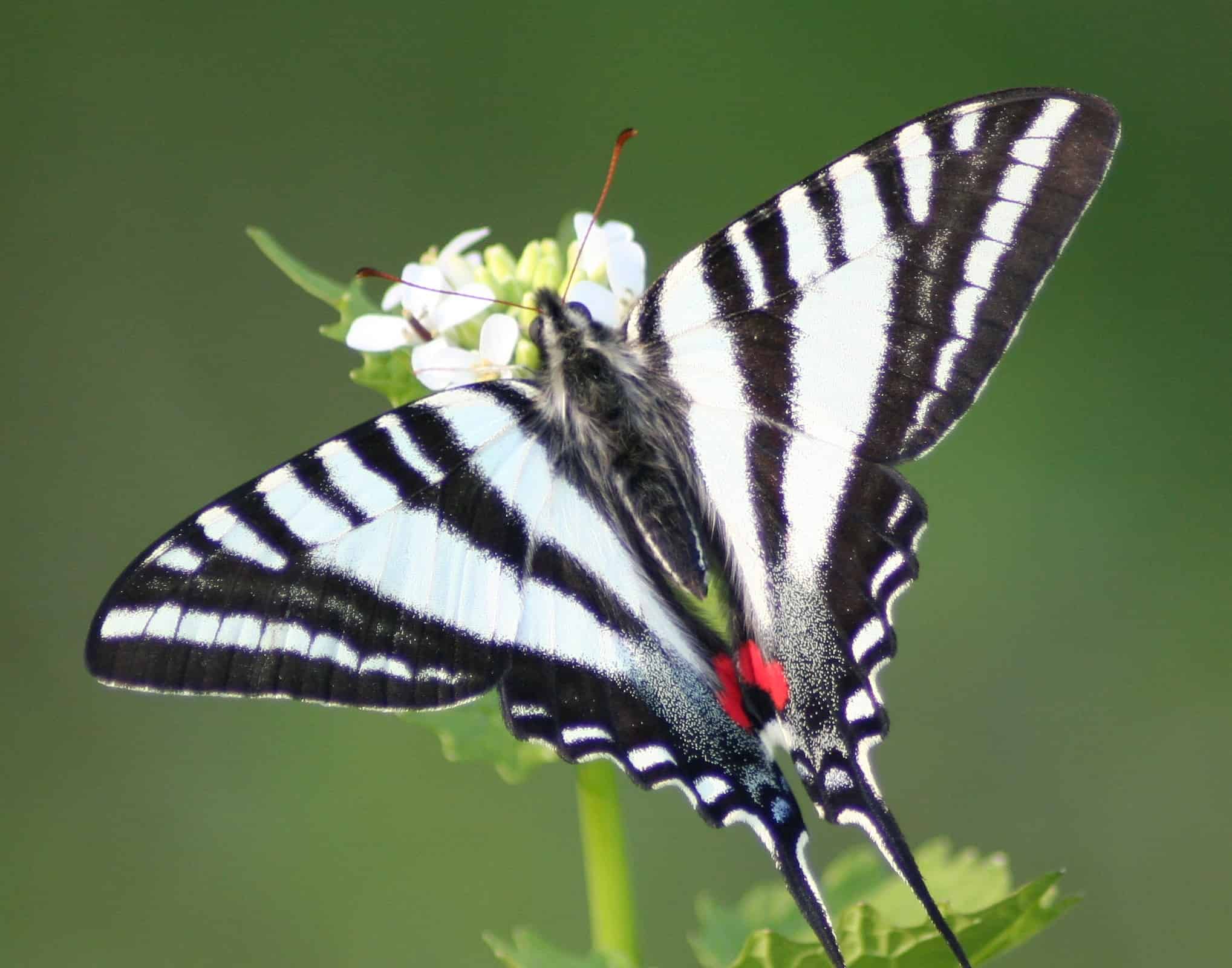 Zebra Swallowtail (spring form), Eurytides marcellus