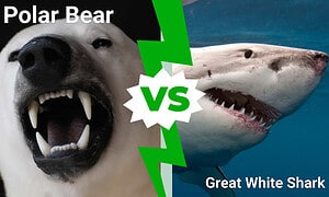 Polar Bear vs. Great White Shark: Which Predator Would Win in a Fight? Picture