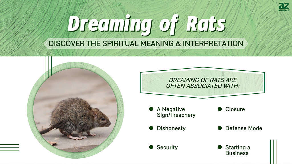 Dreaming of Rats infographic