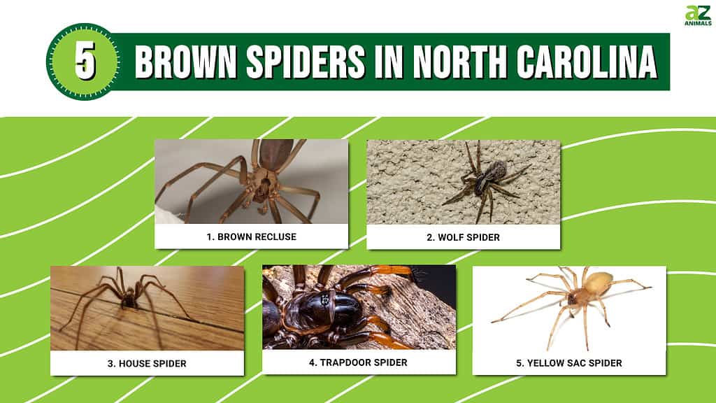 Spiders of the Carolinas