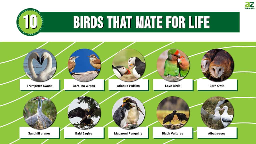 10 Birds That Mate For Life - A-Z Animals