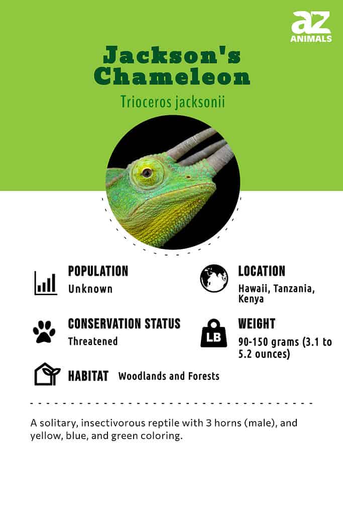 Jackson's Chameleon infographic  