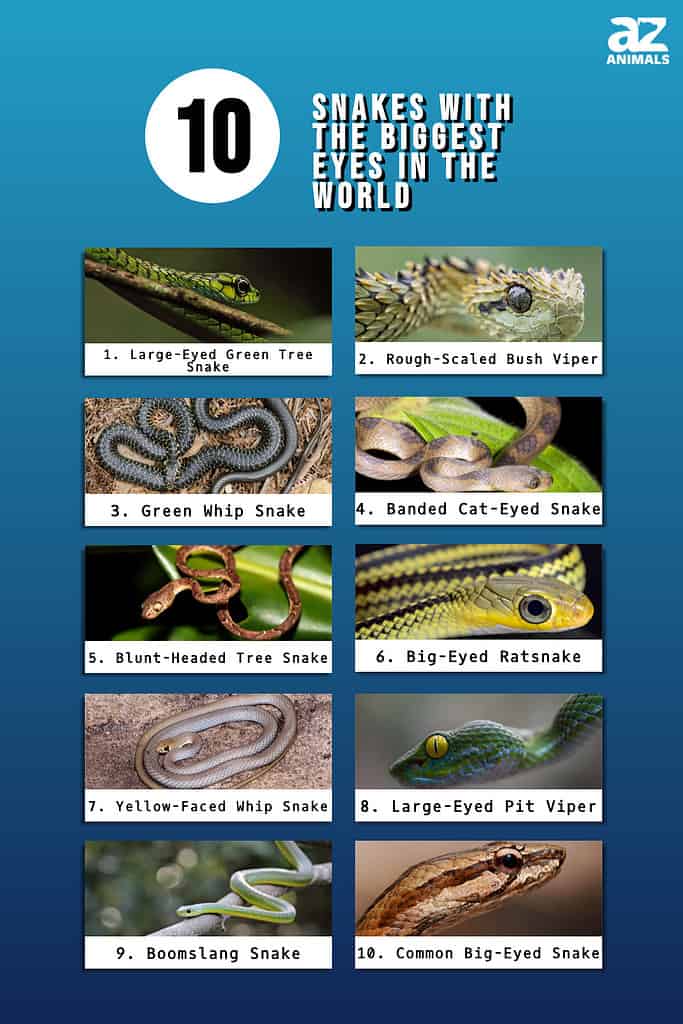 Infographic of Snakes With the Biggest Eyes in the World