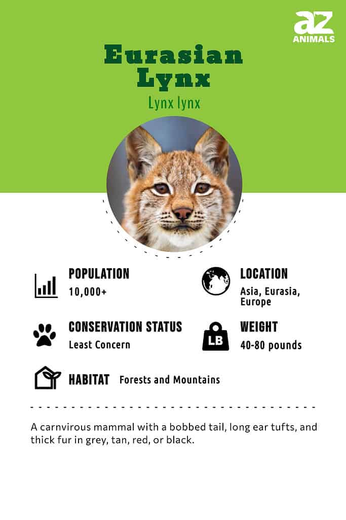Eurasian lynx infographic  