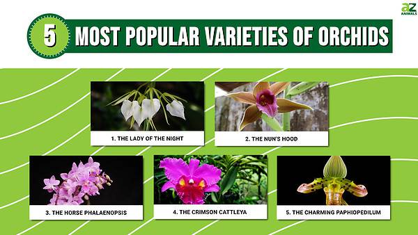 Types Of Orchids: 5 of the Most Popular Varieties - A-Z Animals