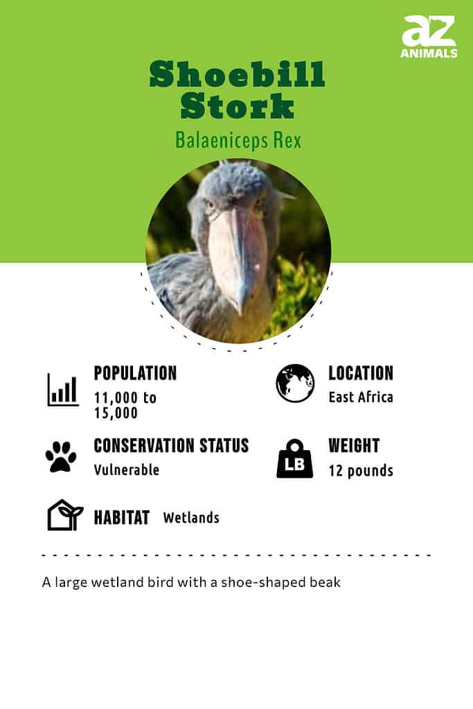 Shoebill Stork Infographic