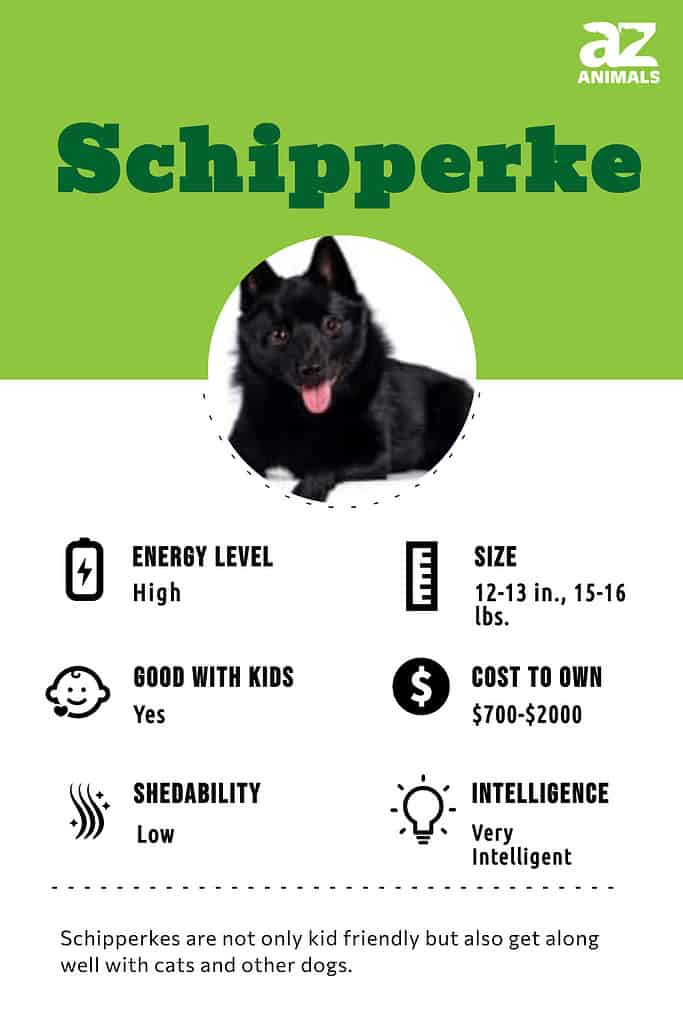 are schipperke the most intelligent dogs