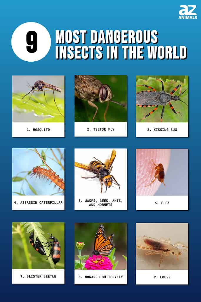 scariest insects in the world