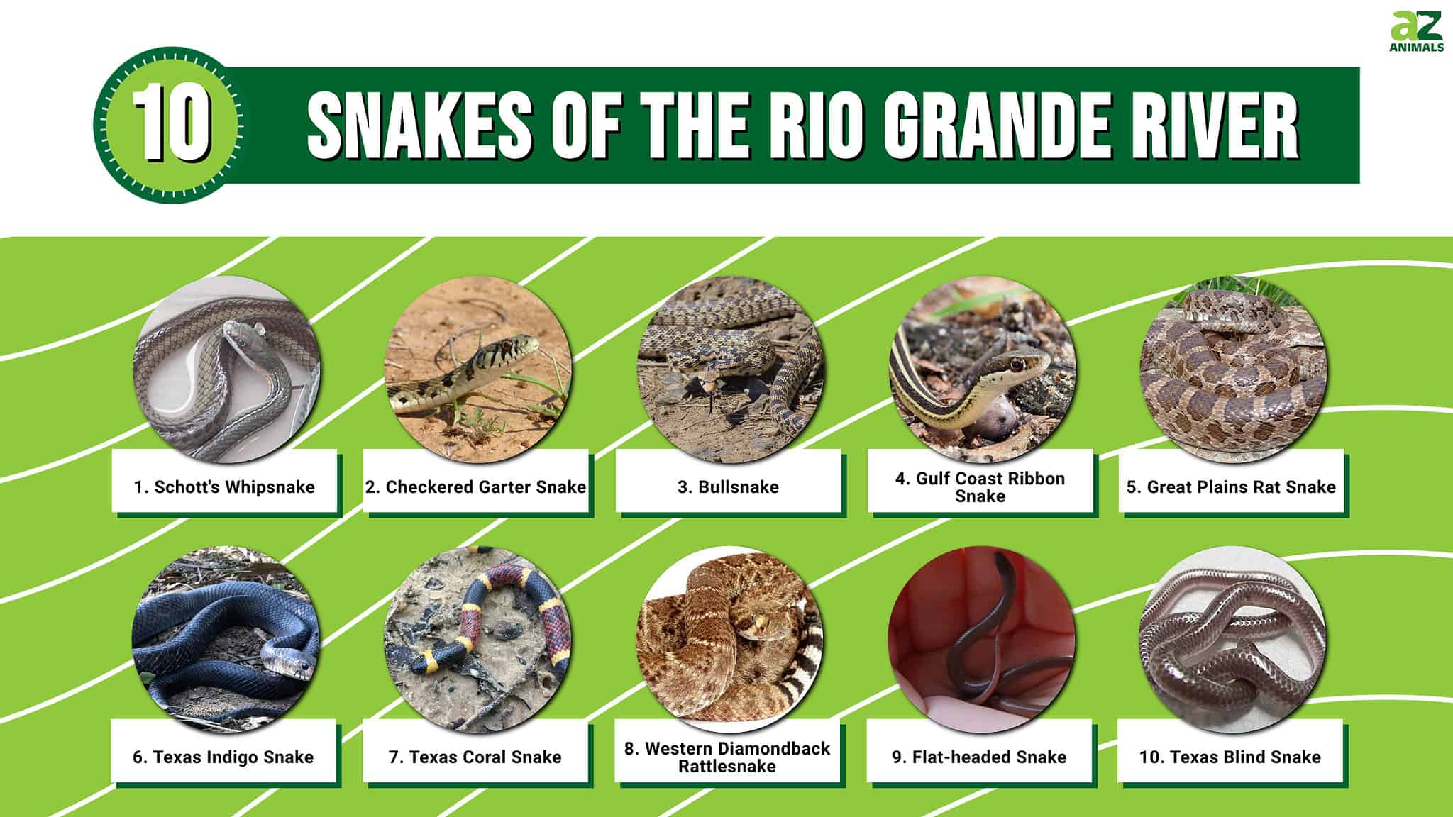 Meet 10 Snakes of the Rio Grande - A-Z Animals