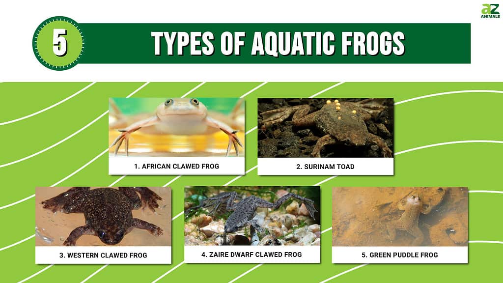 5 Types Of Aquatic Frogs Most Are Clawed Az Animals
