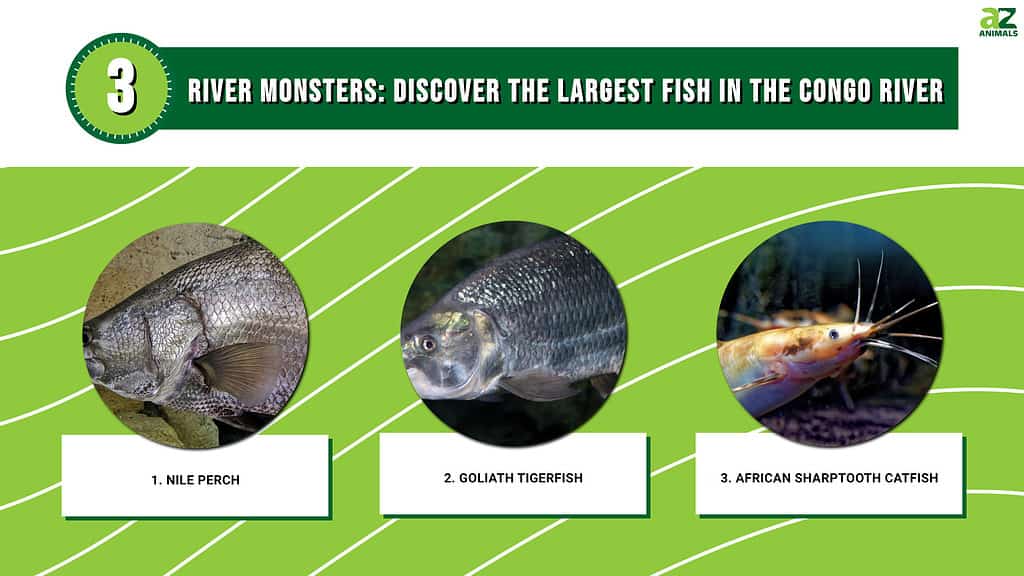 River Monsters: Discover the Largest Fish in the Congo River - A-Z Animals