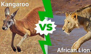 Epic Battles: Does a Kangaroo Stand a Chance Against a Lion in a Fight? Picture