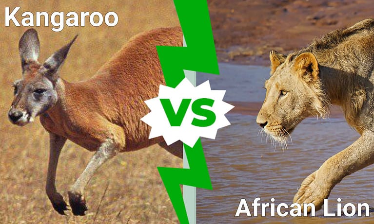 kangaroo vs lion