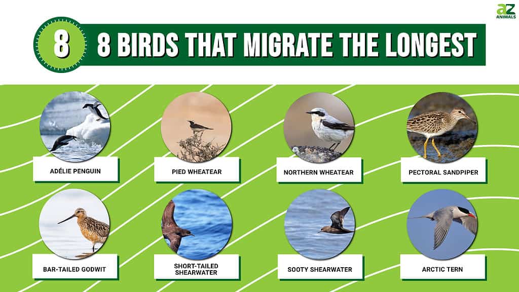 8 Birds That Migrate The Longest - A-Z Animals