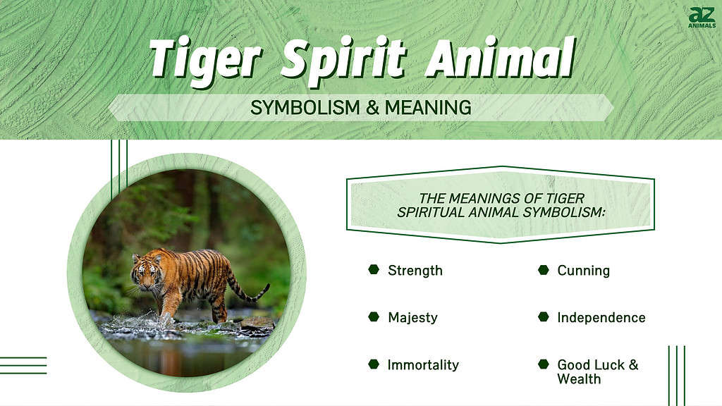 Tiger Spirit Animal infographic