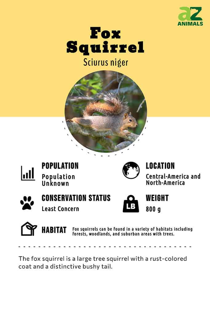 The fox squirrel is a large tree squirrel with a rust-colored coat and a distinctive bushy tail.