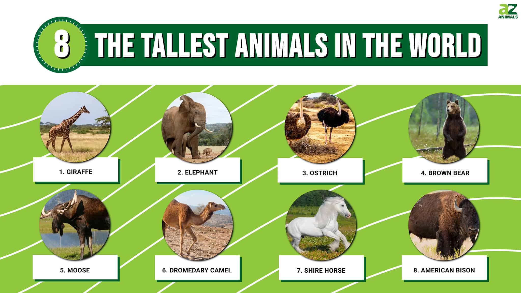 The 8 Tallest Animals in the World - A-Z Animals