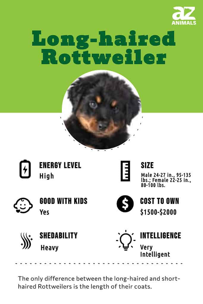 Long haired shop german rottweiler