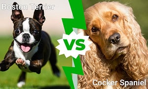 Cutest Dogs in the World: Boston Terrier vs. Cocker Spaniel Picture