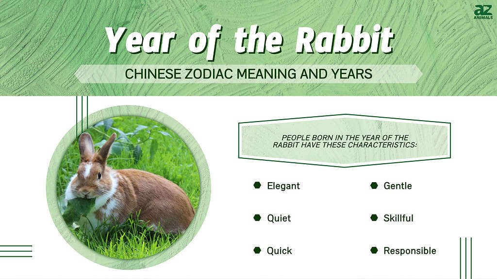 Year of the Rabbit infographic