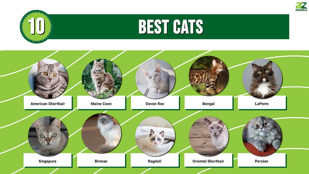 The 10 Best Cat Breeds: How To Choose a Cat For Your Family