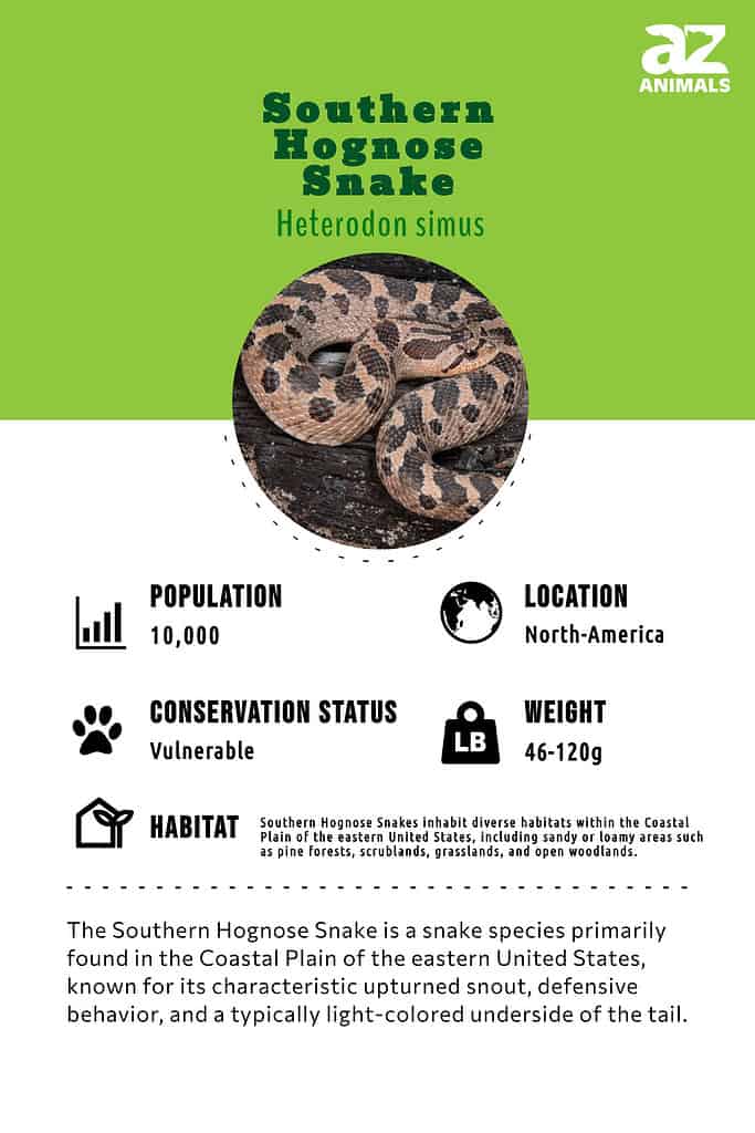 southern hognose snake range