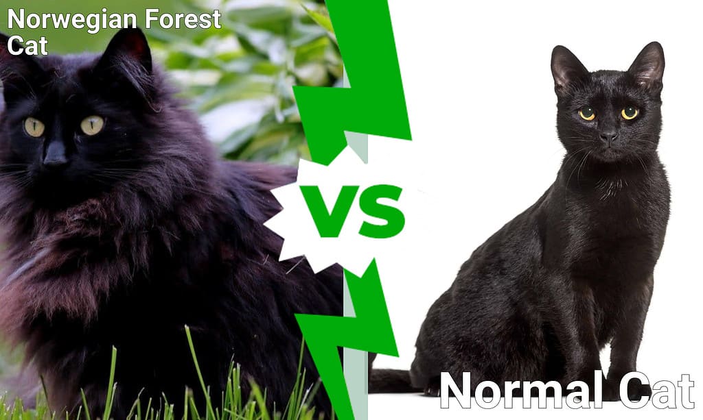 Norwegian Forest Cat vs Normal Cat