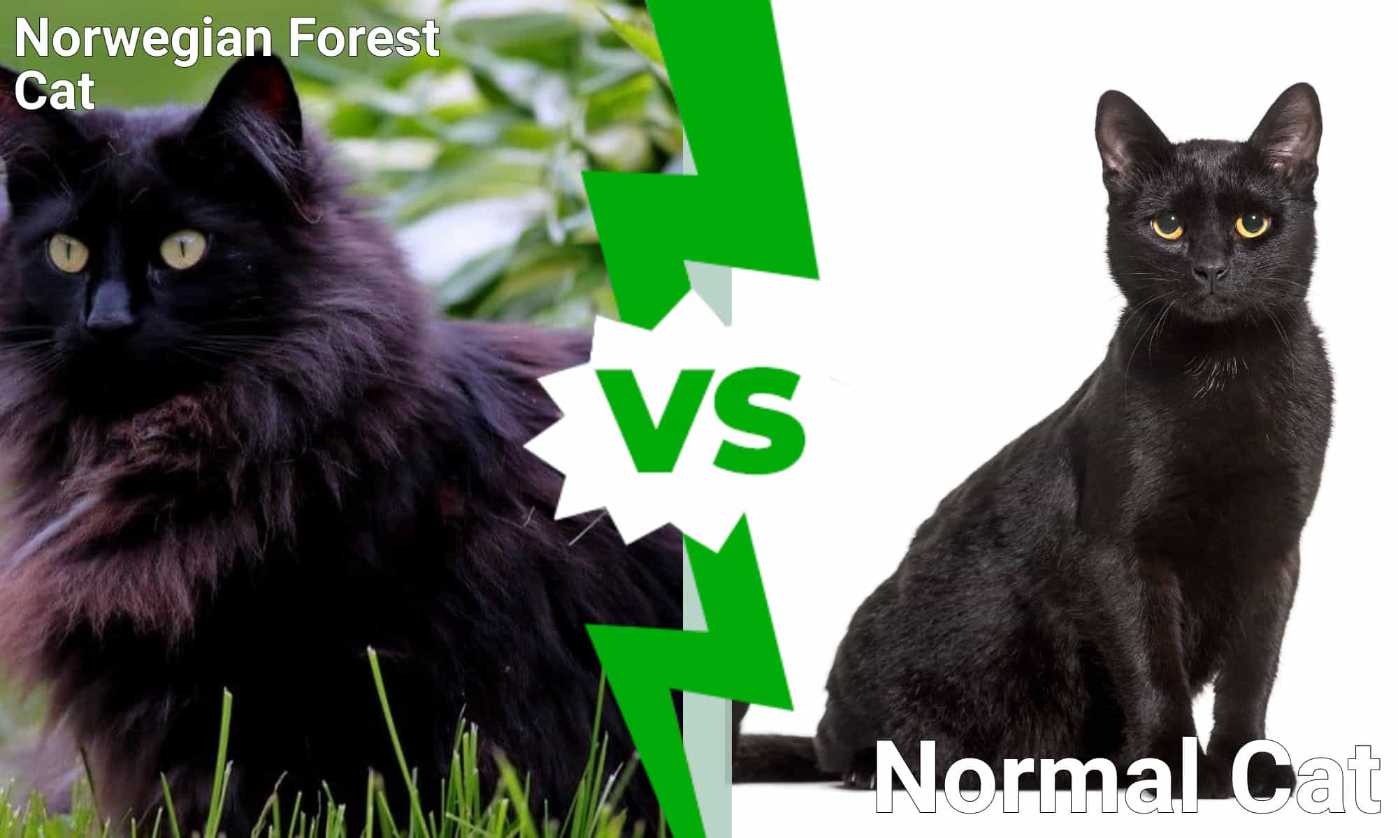 black smoke norwegian forest cat