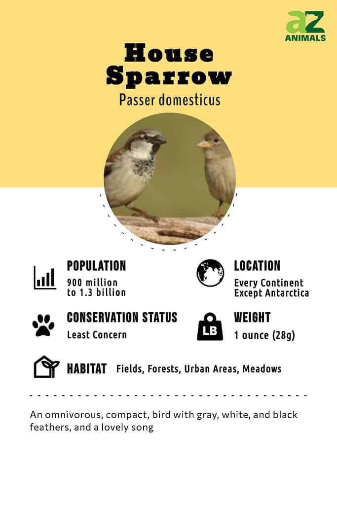 House Sparrow infographic