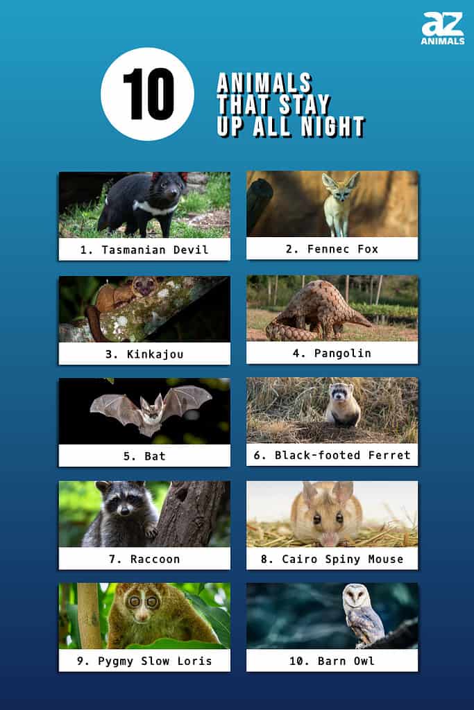 10 Animals That Stay Up All Night - A-Z Animals