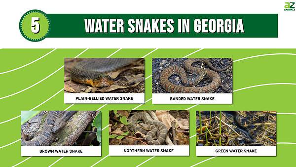 5 Water Snakes In Georgia - A-Z Animals