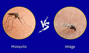 Midge vs Mosquito: 4 Key Differences Explained Picture