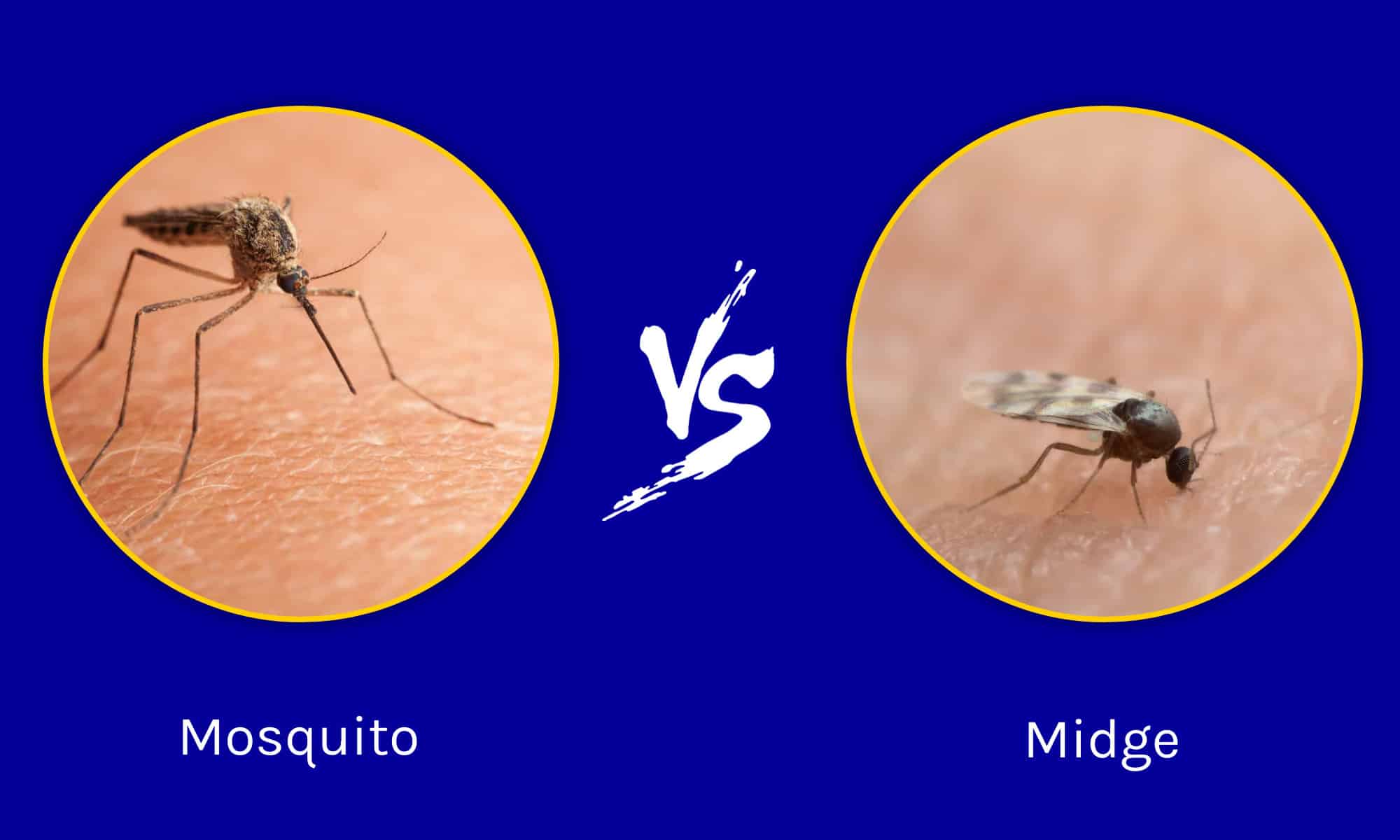 Midge vs Mosquito: 4 Key Differences Explained - A-Z Animals