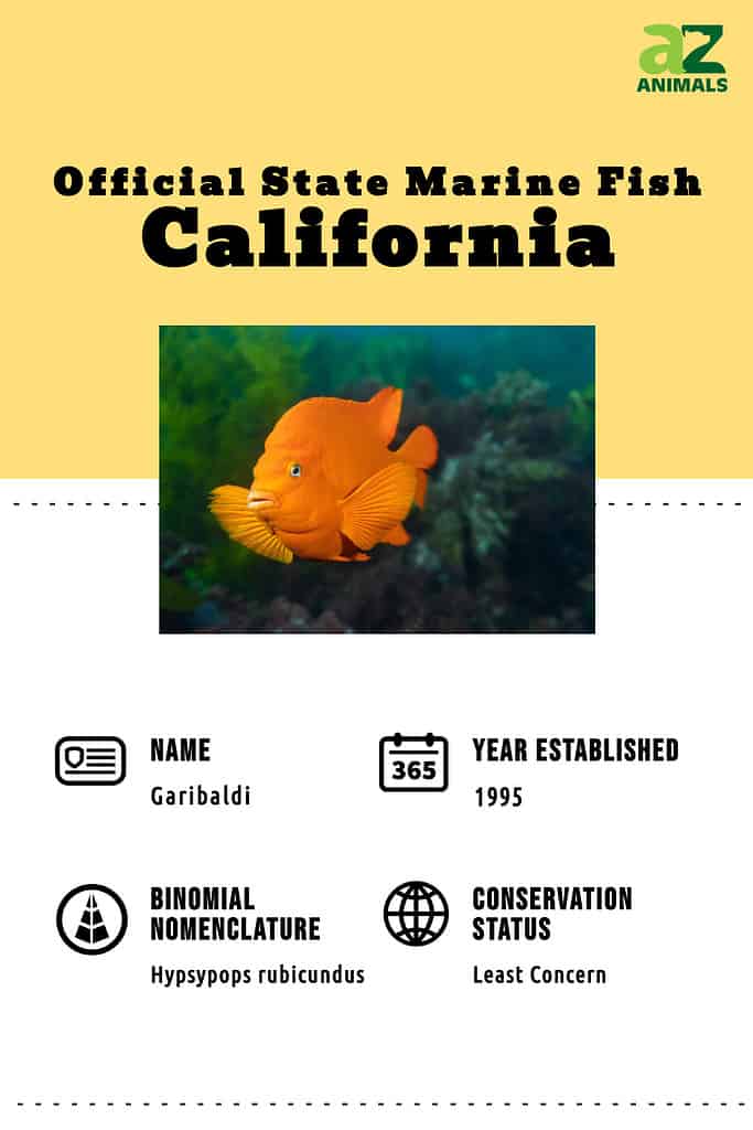 Infographic of garibaldi fish.