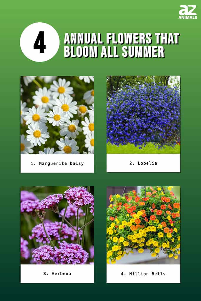 Annual Flowers That Bloom All Summer infographic
