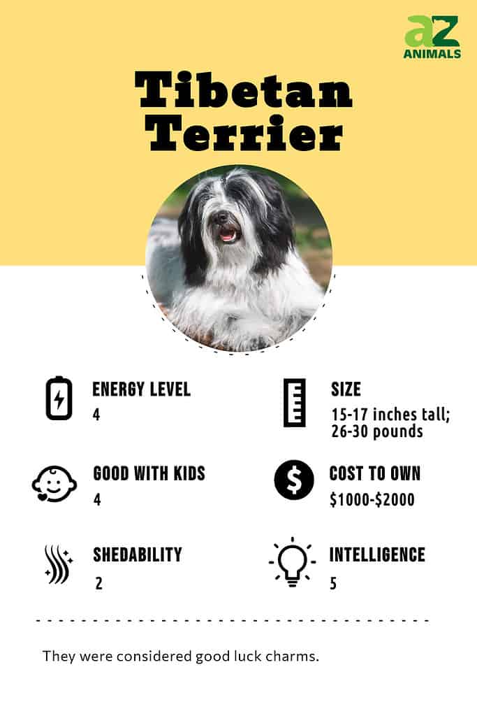 Tibetan Terrier Dog Breed Complete Guide A Z Animals