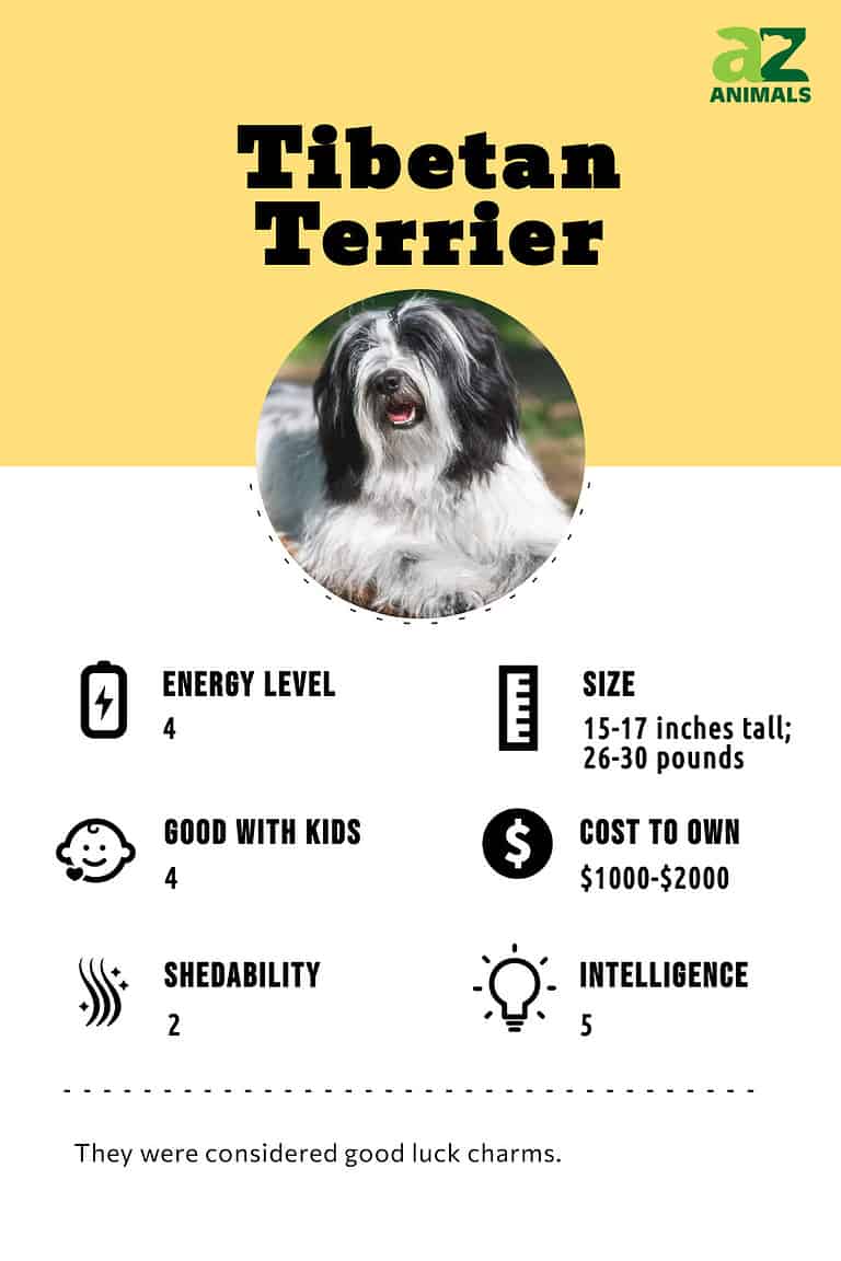 Tibetan Terrier AZ Animals