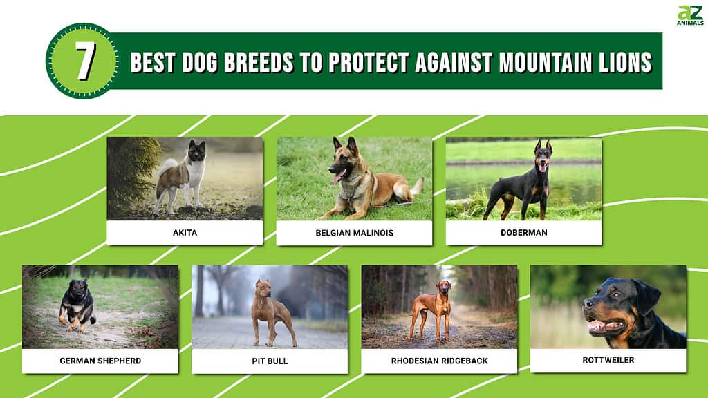 Best Dog Breeds To Protect Against Mountain Lions - A-Z Animals