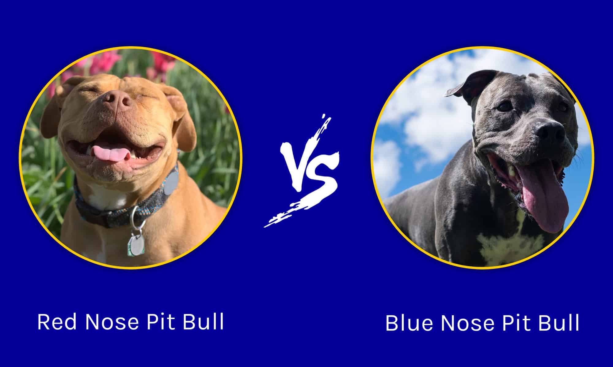 Red Nose Vs. Blue Nose Pit Bull: Pictures And Key Differences - Az Animals