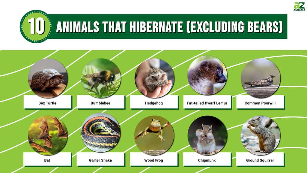 10 Animals That Hibernate, Which Aren’t Bears | AZ Animals