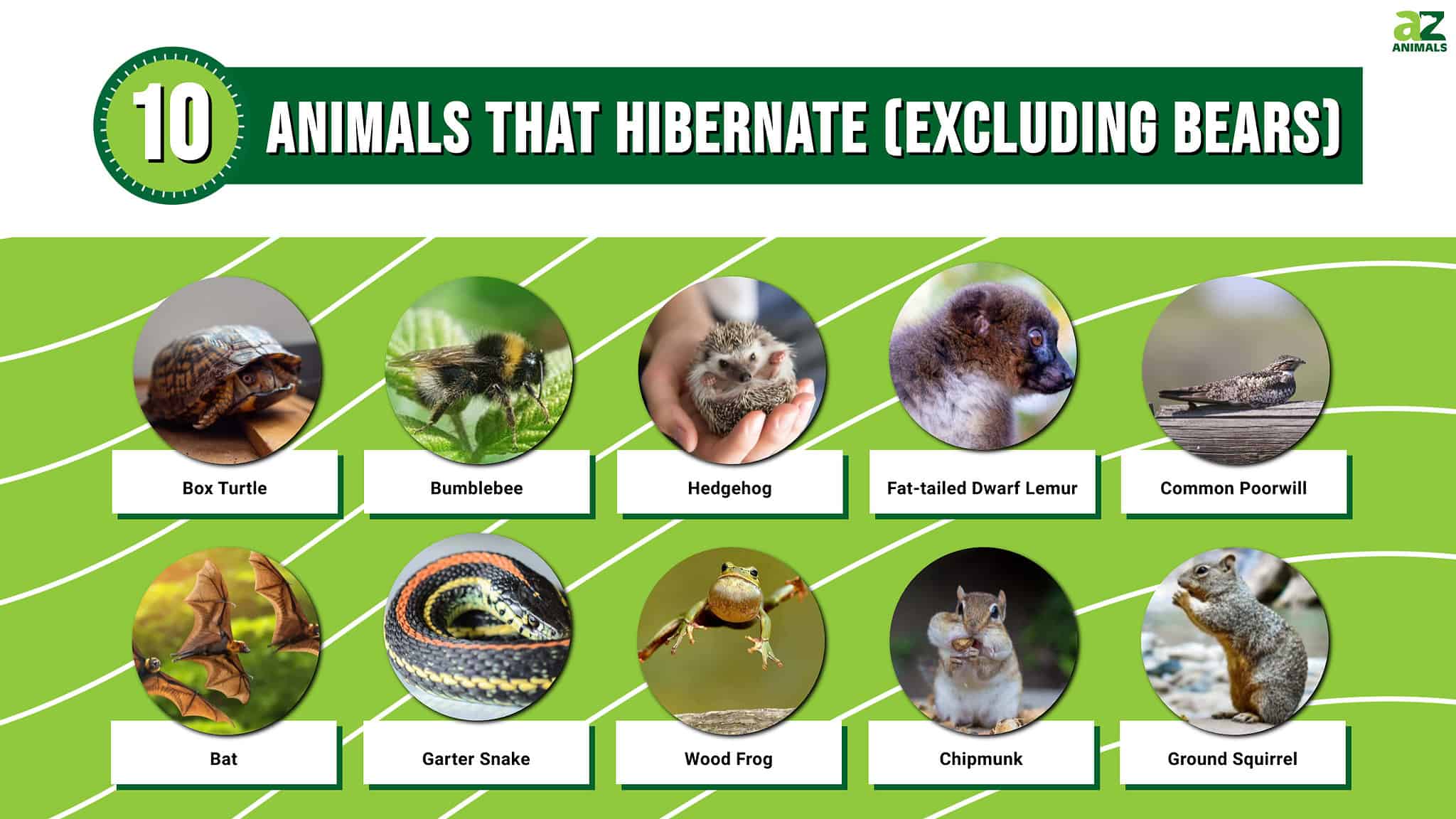 10 Animals That Hibernate, Which Aren’t Bears | AZ Animals