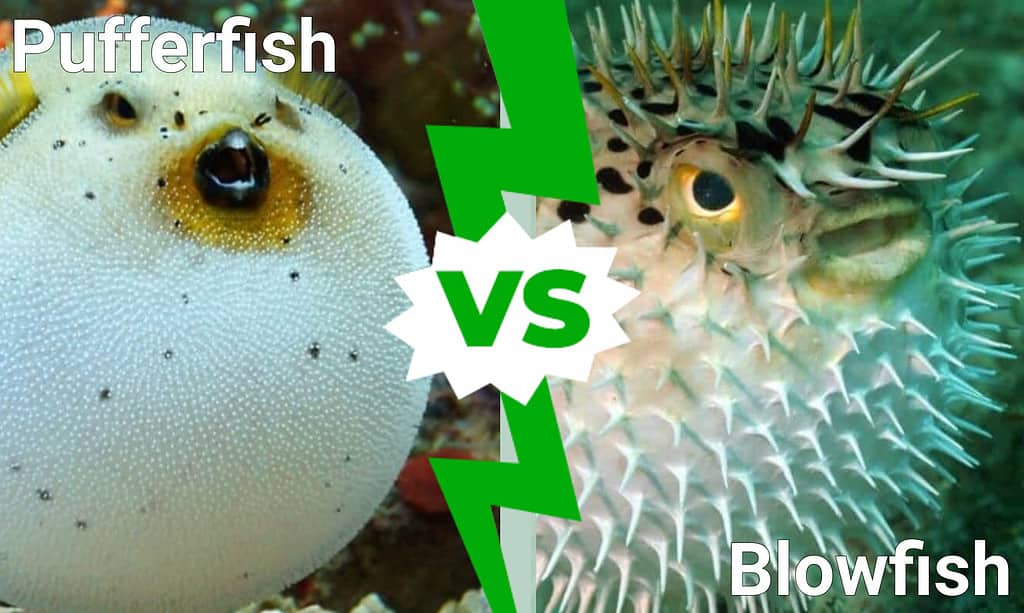 Pufferfish vs Blowfish