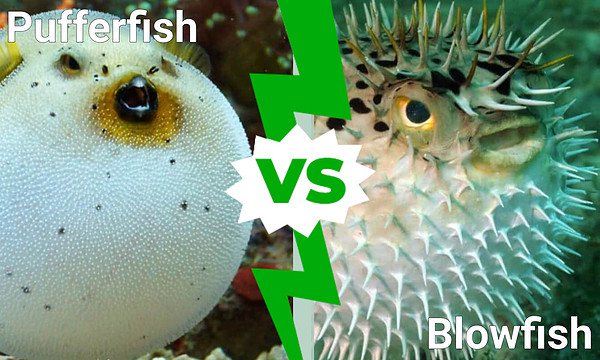 Pufferfish vs. Blowfish: Are They the Same Thing? - AZ Animals