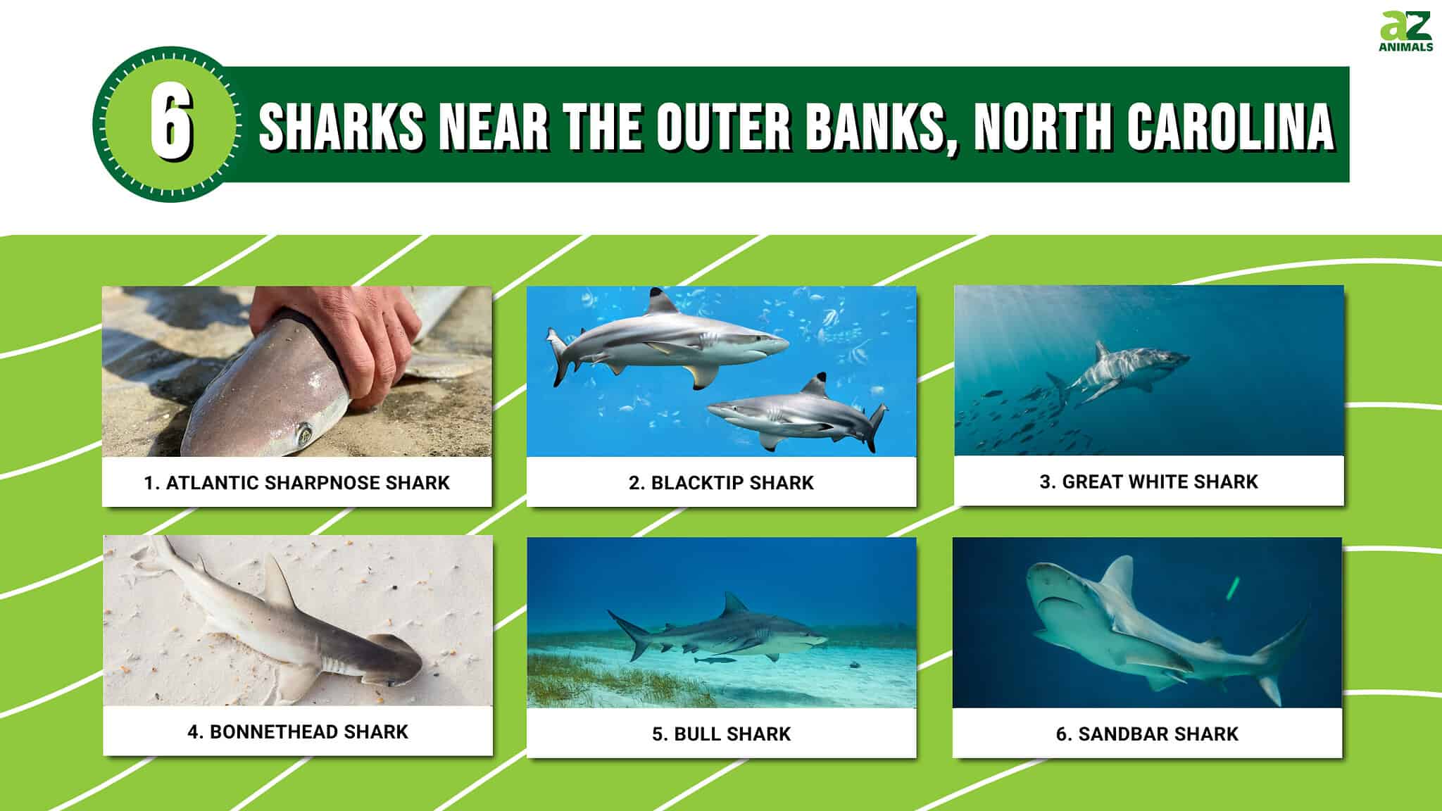 6 Sharks Near The Outer Banks, North Carolina AZ Animals